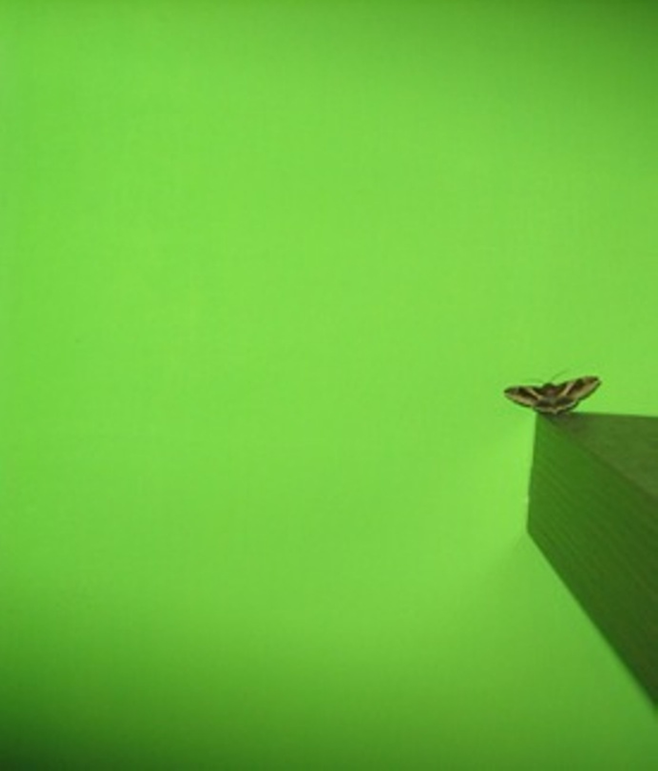 Lepidottero notturno da identificare!!!